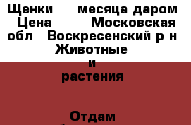 Щенки 1,5 месяца даром › Цена ­ 10 - Московская обл., Воскресенский р-н Животные и растения » Отдам бесплатно   